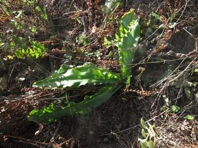 Veltheimia bracteata, photographed by James Deacon