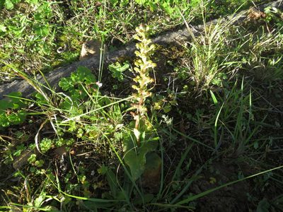 Satyrium parviflorum, photographed by James Deacon