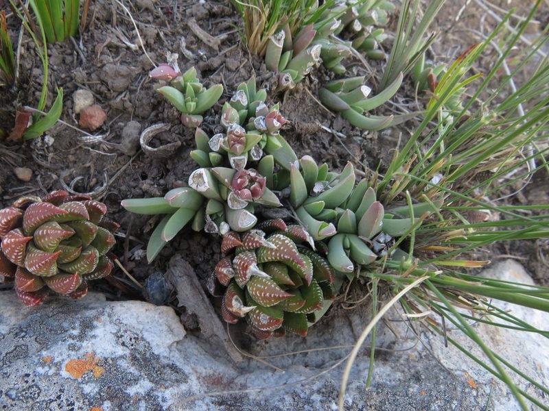 Corpuscularia britteniae, photographed by James Deacon