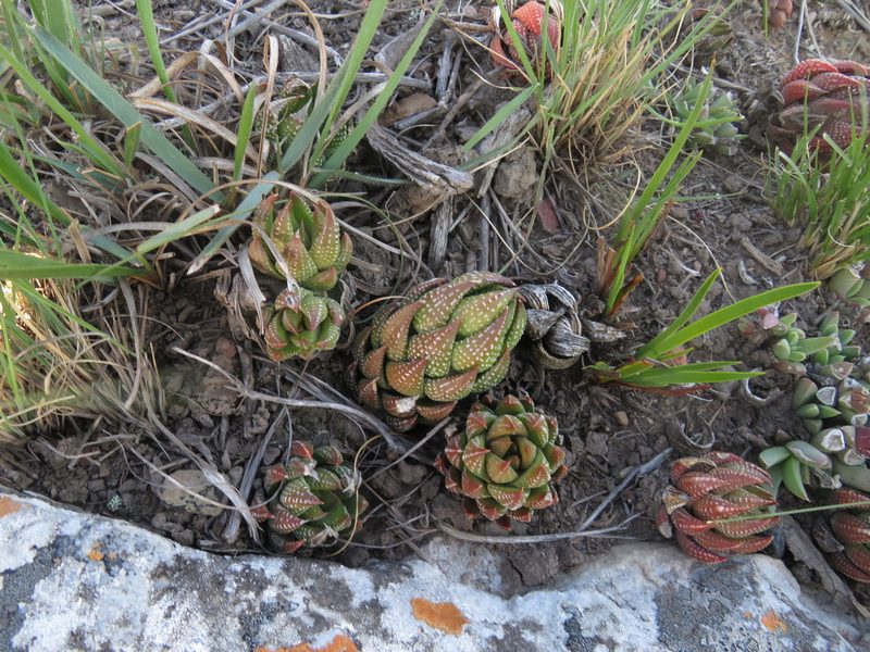 Haworthiopsis coarctata, photographed by James Deacon