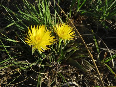 Bergeranthus vespertinus, photographed by James Deacon