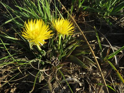 Bergeranthus vespertinus, photographed by James Deacon