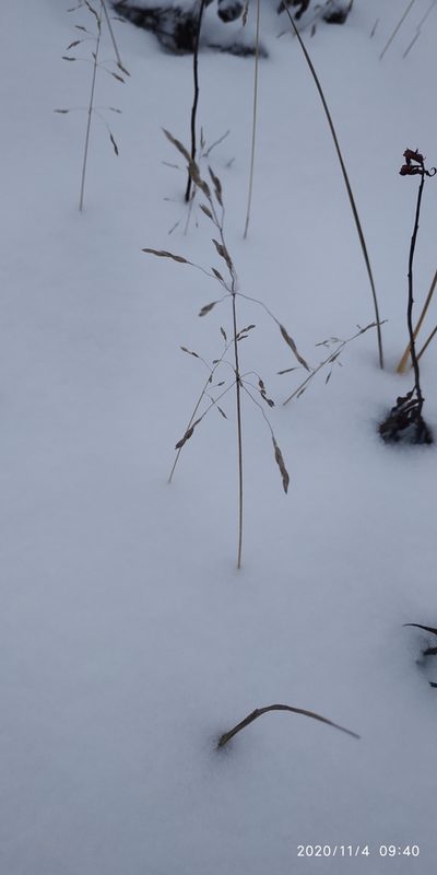 Poa arctica, photographed by Yurii Basov