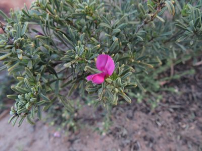 Indigofera angustata, photographed by James Deacon