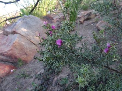 Indigofera angustata, photographed by James Deacon