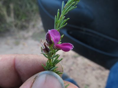 Indigofera angustata, photographed by James Deacon