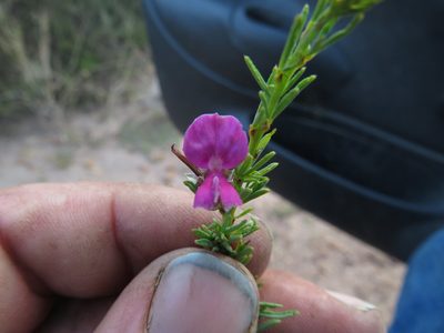 Indigofera angustata, photographed by James Deacon