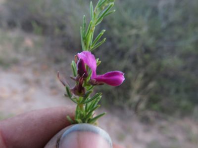 Indigofera angustata, photographed by James Deacon