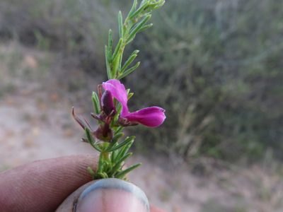 Indigofera angustata, photographed by James Deacon
