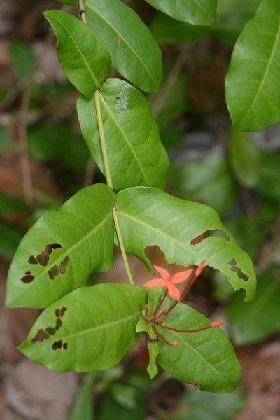 Ixora chinensis, photographed by S.MORE