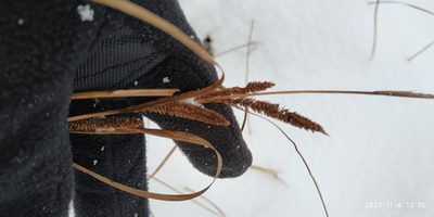 Carex aquatilis, photographed by Yurii Basov
