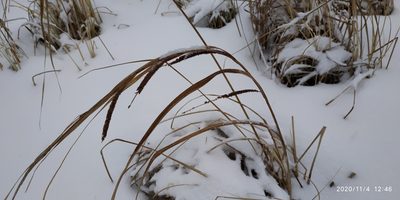 Carex aquatilis, photographed by Yurii Basov