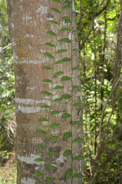 Pothos scandens, photographed by S.MORE