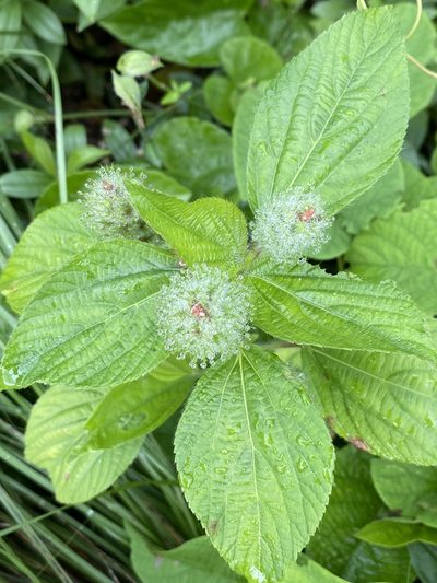 Acalypha poiretii, photographed by Jean-Paul Boerekamps