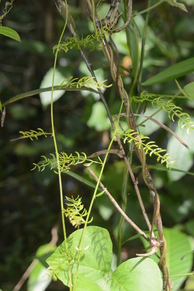 Asparagus racemosus, photographed by S.MORE