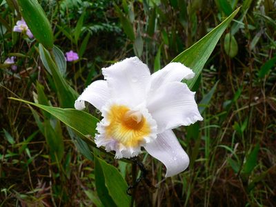 Sobralia powellii, photographed by Fabien Anthelme