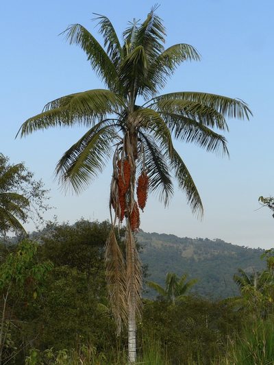 Ceroxylon echinulatum, photographed by Fabien Anthelme