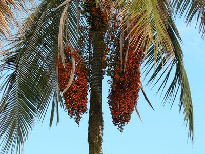 Ceroxylon echinulatum, photographed by Fabien Anthelme