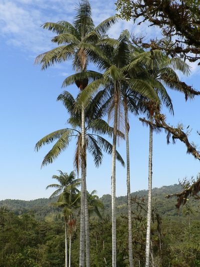Ceroxylon echinulatum, photographed by Fabien Anthelme