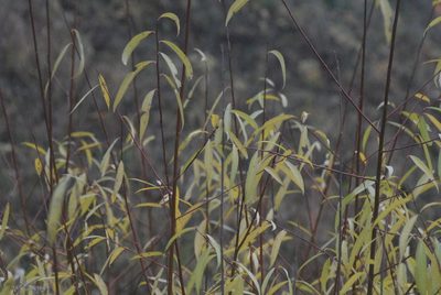 Salix acutifolia, photographed by Марина Садыкова