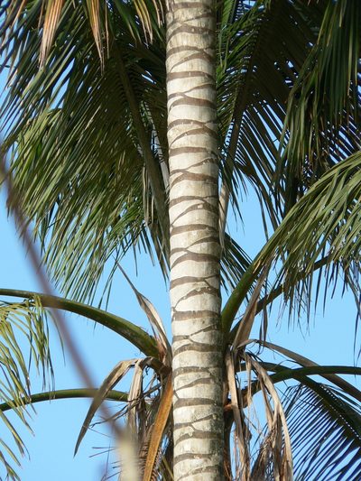 Ceroxylon echinulatum, photographed by Fabien Anthelme