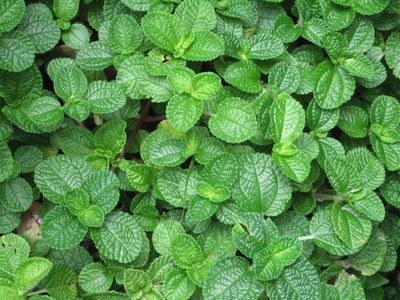 Pilea nummulariifolia, photographed by Ong Jyh Seng