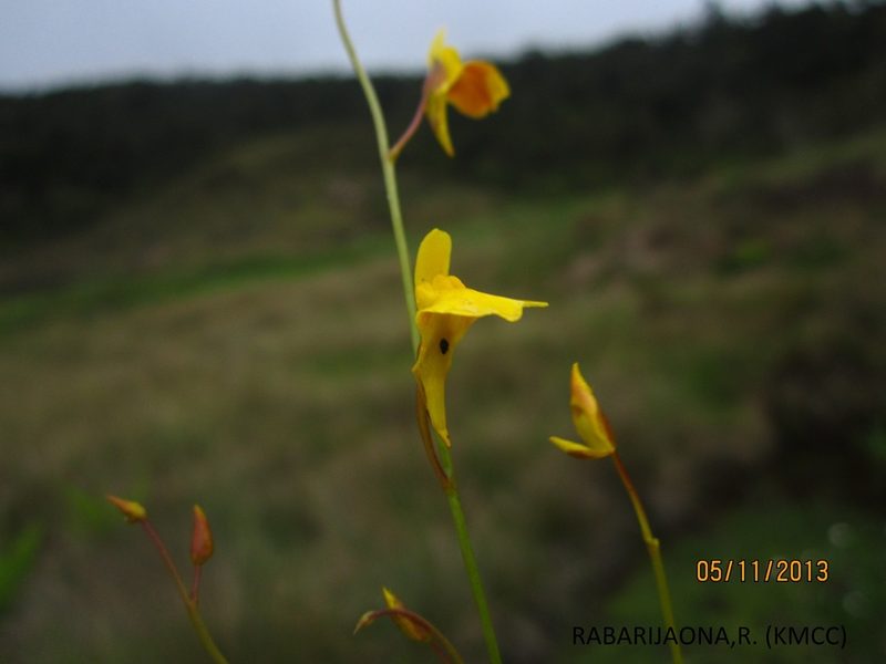 Utricularia prehensilis, photographed by Romer N. Rabarijaona