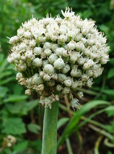 Allium cepa, photographed by Patrick Hacker