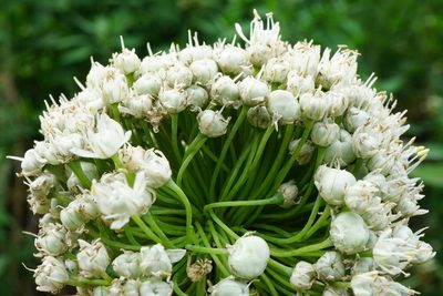 Allium cepa