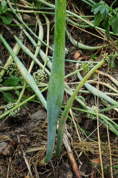Allium cepa, photographed by Patrick Hacker