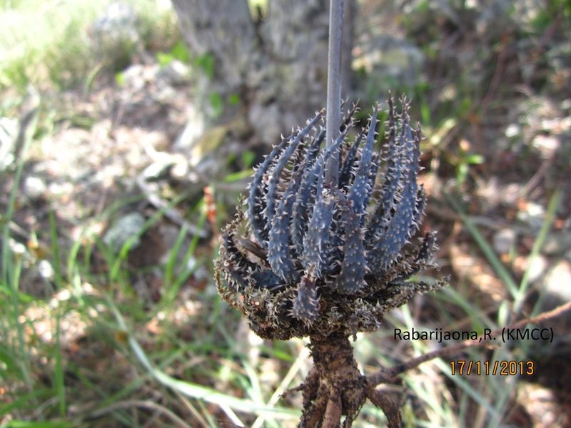 Aloe parvula, photographed by Romer N. Rabarijaona