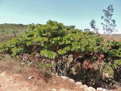 Brachystegia spiciformis, photographed by i_c_riddell