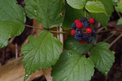 Rubus mesogaeus, photographed by harum.koh