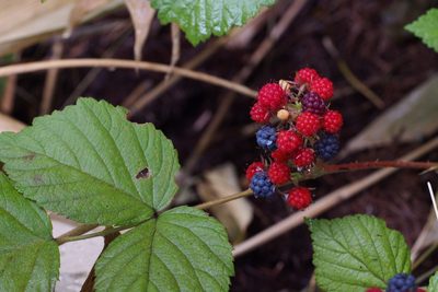 Rubus mesogaeus, photographed by harum.koh
