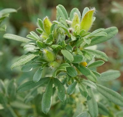 Chamaecytisus austriacus, photographed by Patrick Hacker