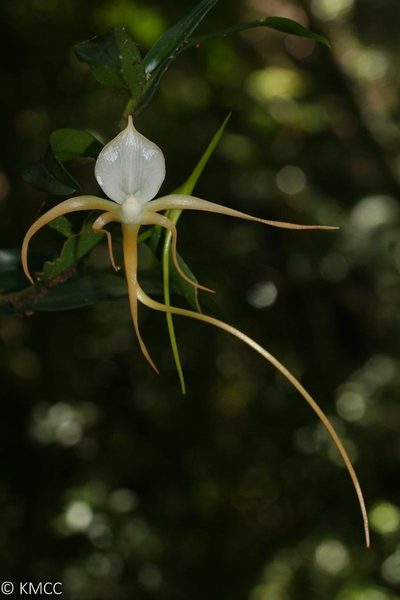 Angraecum conchoglossum, photographed by Stuart Cable