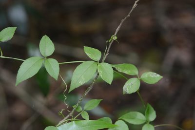 Causonis trifolia, photographed by S.MORE