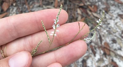 Polygonella gracilis, photographed by Jessica