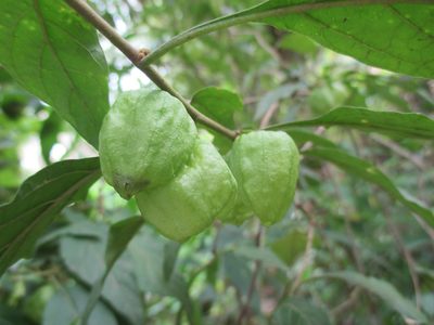 Physalis campechiana, photographed by Alexis López Hernández