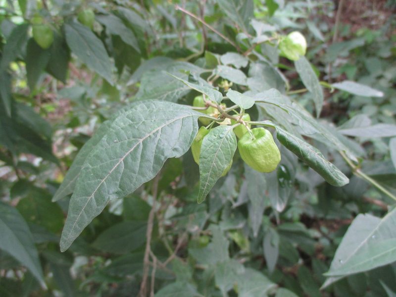 Physalis campechiana, photographed by Alexis López Hernández
