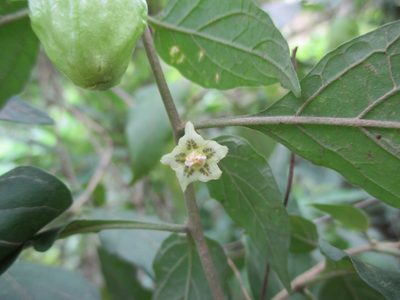 Physalis campechiana, photographed by Alexis López Hernández