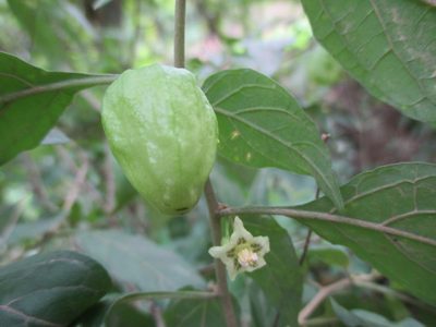 Physalis campechiana, photographed by Alexis López Hernández