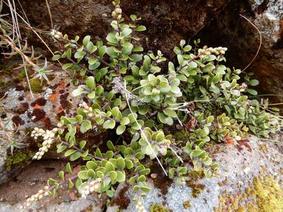 Gaultheria colensoi, photographed by Kate McAlpine