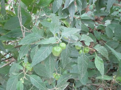 Physalis campechiana, photographed by Alexis López Hernández