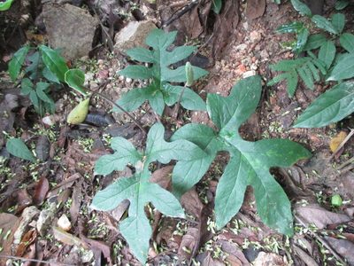 Dorstenia drakena, photographed by Alexis López Hernández