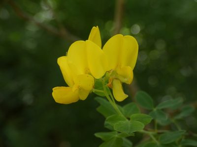 Cytisophyllum sessilifolium, photographed by Yves Bas