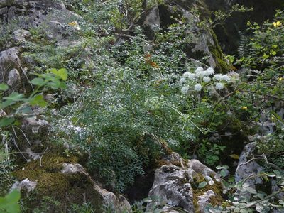 Laserpitium gallicum, photographed by Yves Bas