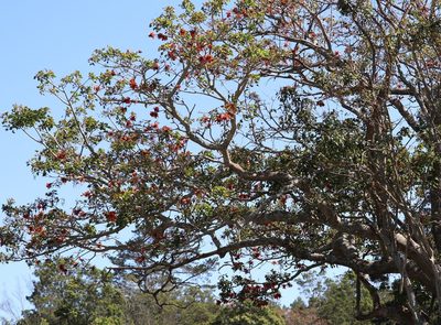 Erythrina afra, photographed by Dave Brown
