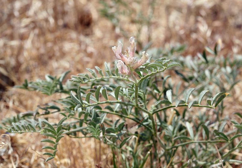 Astragalus sepultipes, photographed by Steve Matson