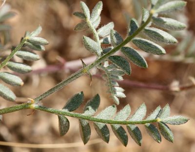 Astragalus sepultipes, photographed by Steve Matson